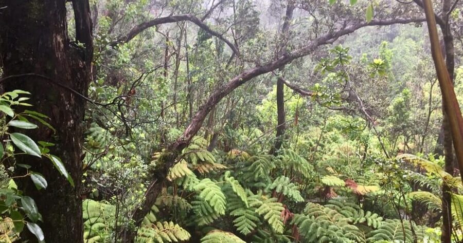 Kona: Big Island Big Volcano Adventure - Key points to know before booking