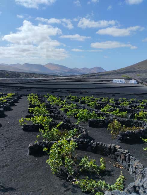 La Geria: a walk among volcanoes and vineyards - Why La Geria is worth walking