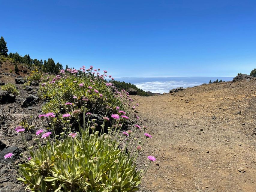 La Palma: Guided trekking tour to volcanoes south - How much value do you get for $50?