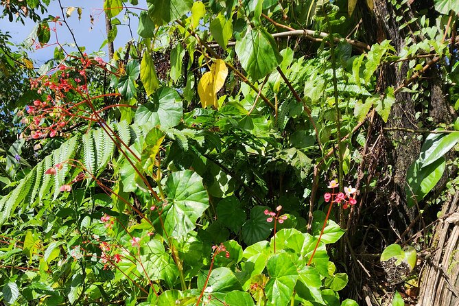 La Soufriere Volcano Adventure - At the top, views across both sides of the island