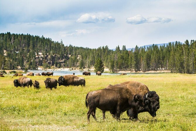 Lake Yellowstone Half Day Kayak Tours Past Geothermal Features - Key points to know before booking