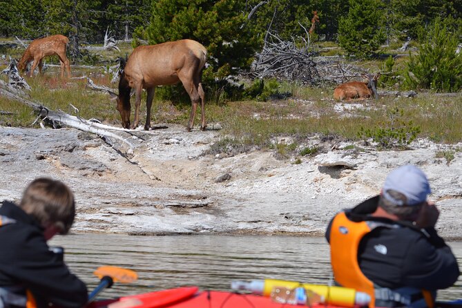Lake Yellowstone Half Day Kayak Tours Past Geothermal Features - Is $120 a fair price?
