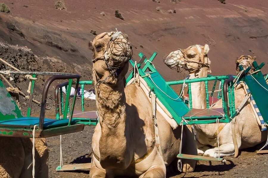 Lanzarote: Timanfaya National Park Volcanic Craters Tour - Key points to know before booking