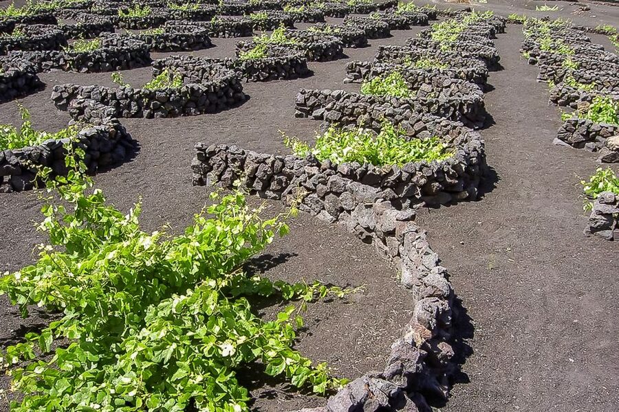 Lanzarote: Timanfaya National Park Volcanic Craters Tour - Is $67 good value?