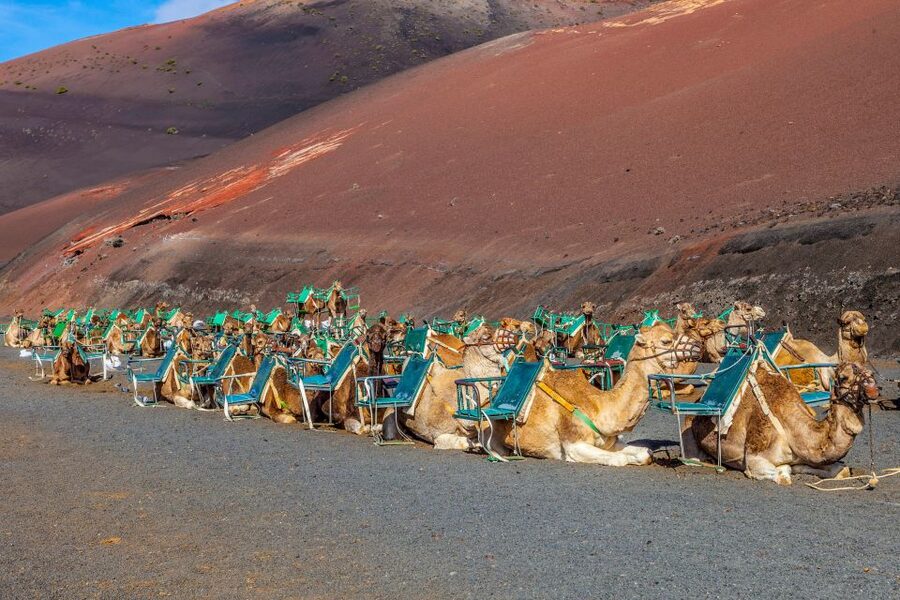 Lanzarote: Volcanos of Timanfaya and Caves Tour with Lunch - Key points at a glance