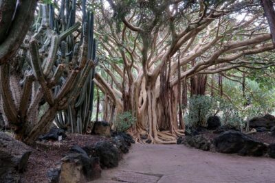 Las Palmas, Botanical Garden & Bandama Crater tour – Gran Canaria