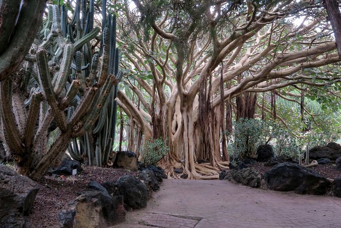 Las Palmas, Botanical Garden & Bandama Crater tour - Gran Canaria - Vegueta: Choose Your Priorities in the Old Quarter