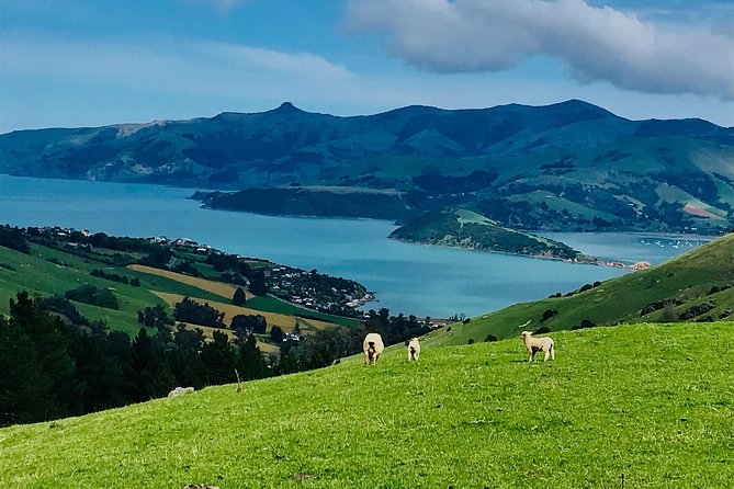 Lava Loop- Guided electric mountain bike tour in Akaroa - Why the Lava Loop works so well in Akaroa
