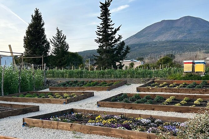 Lunch & Wine Tasting in the National Park of Mt Vesuvius - Dessert, liqueurs, and a slower finish