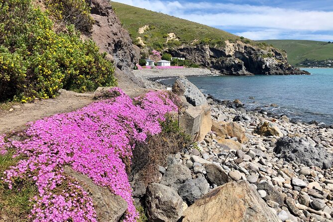 Luxury Private Guided Crater Rim Walk on Banks Peninsula - Godley Head: the three-hour coastal centerpiece