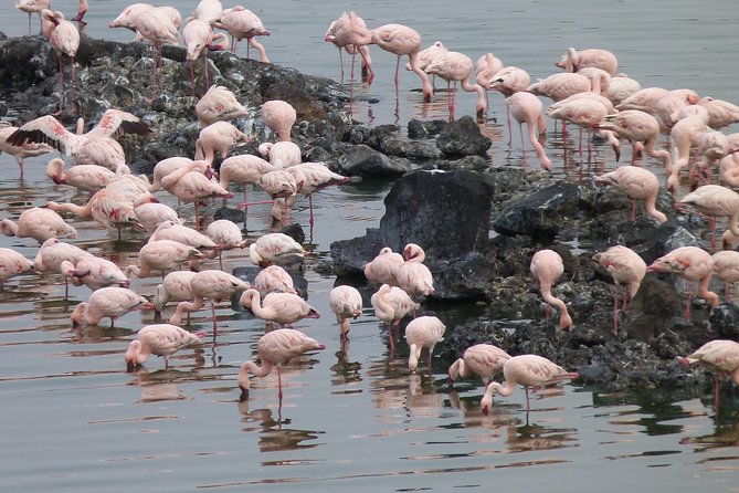Manyara and Ngorongoro Crater - Weather and expectations