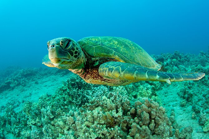 Maui Magic Adventure Snorkel: Molokini Crater and Turtle Stop - An Early Start from Maalaea Road