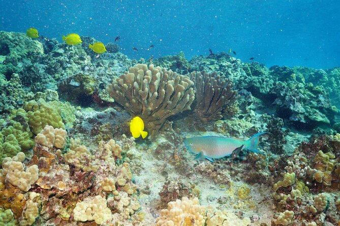 Maui Magic Adventure Snorkel: Molokini Crater and Turtle Stop - A Smaller Boat, With a Few Tradeoffs