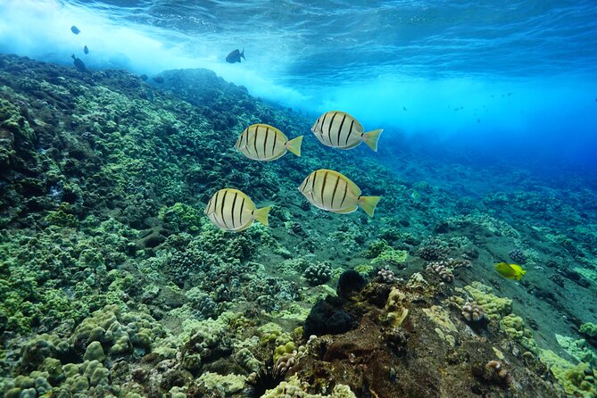 Maui Magic Adventure Snorkel: Molokini Crater and Turtle Stop - What to Bring and What to Expect in the Water