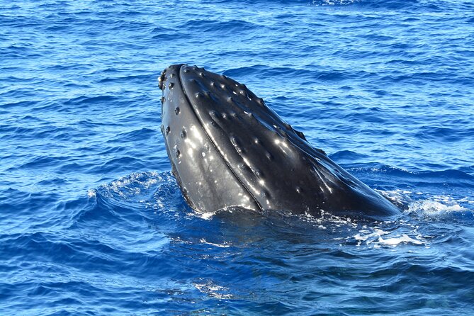Maui Magic Adventure Snorkel: Molokini Crater and Turtle Stop - Who Should Choose Maui Magic