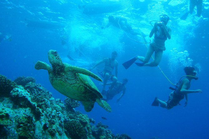 Maui: Molokini and Turtle Town Snorkeling aboard Pride of Maui - First-time snorkelers and non-swimmers
