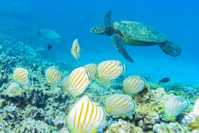 Maui: Molokini Crater and Turtle Town Snorkeling From Kihei - Gear, flotation, and comfort in the water