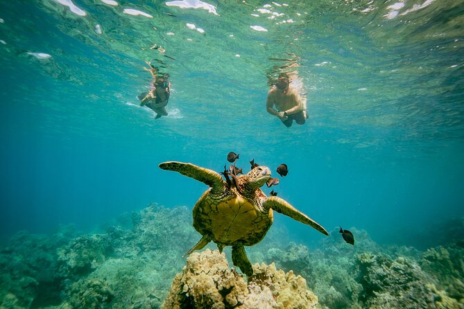 Maui: Molokini Crater and Turtle Town Snorkeling From Kihei - Who should book this excursion?