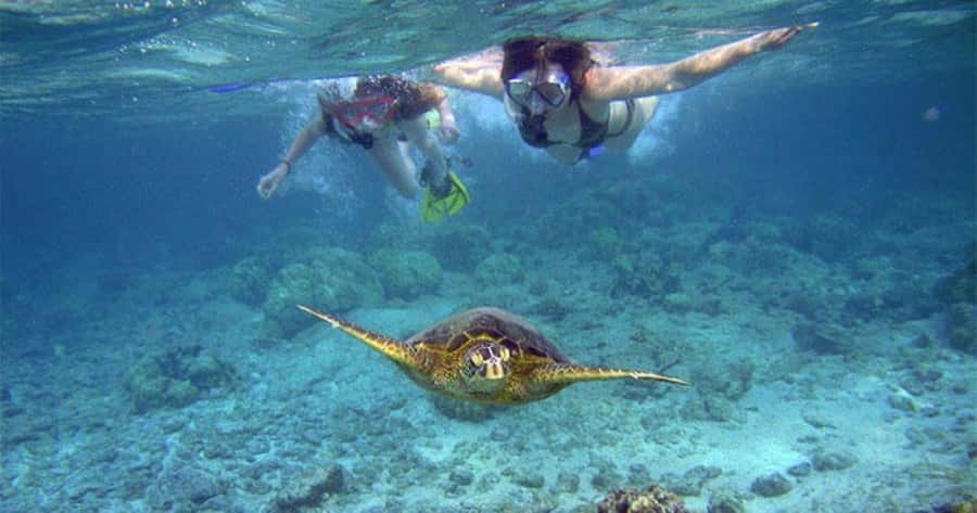 Maui: Molokini Crater and Turtle Town Snorkeling Tour - 3 hr - Leaving Kihei at 7:00 AM