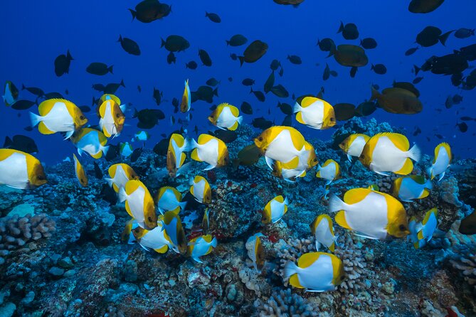 Maui: Molokini & Turtle Town Snorkel & Waterslide Adventure - The Waterslide Is More Than a Child’s Distraction