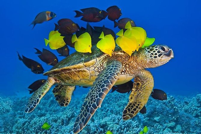 Maui Snorkel Adventure: Molokini Crater and Turtle Cove - Turtle Cove and the Search for Green Sea Turtles