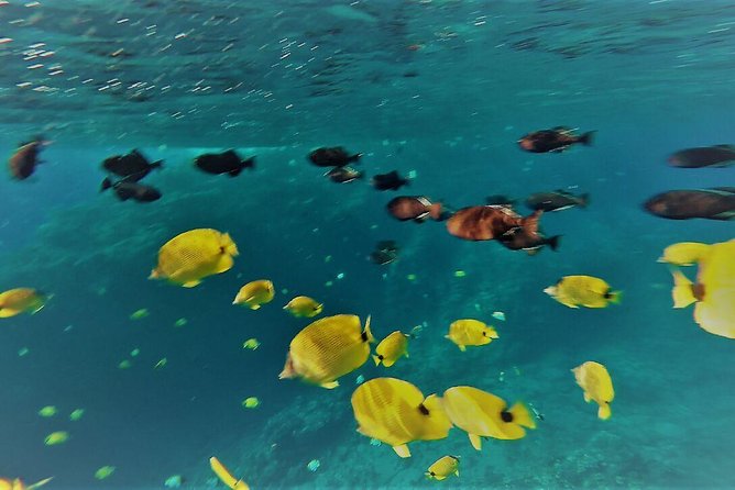 Maui Snorkel Adventure: Molokini Crater and Turtle Cove - Crew Help, Safety, and Comfort