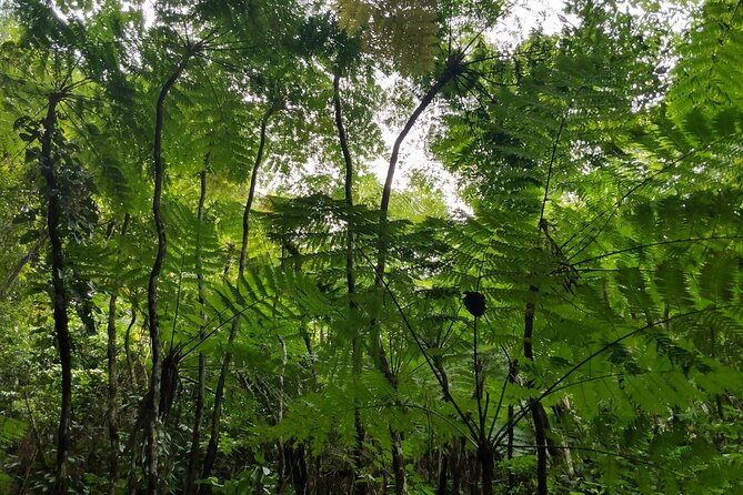 Mindfulness Rainforest Hike, Forest Bathing, Volcanic Hot Springs - The waterfall pool and the cold-plunge choice