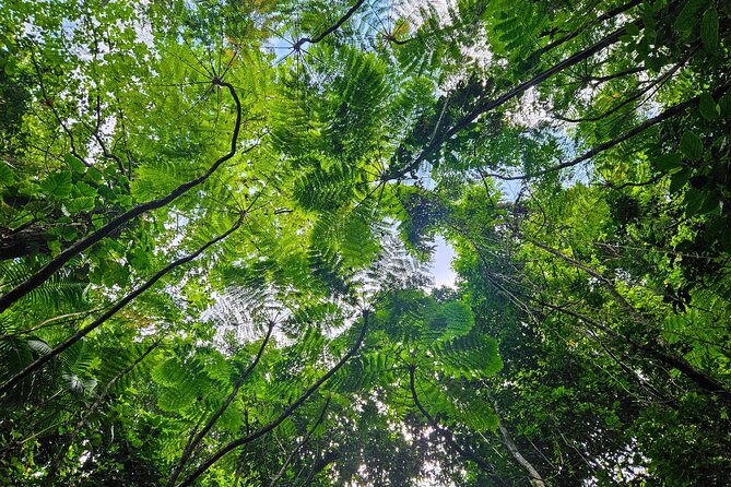 Mindfulness Rainforest Hike, Forest Bathing, Volcanic Hot Springs - Snacks, water, and the practical side of the trail