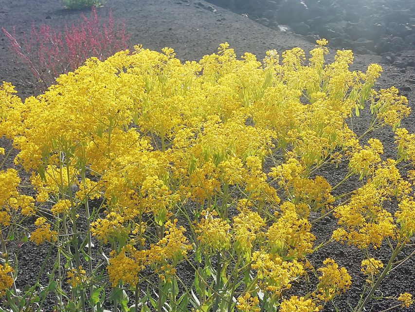 Mount Etna and Alcantara Gorges Day Trip - Who should book this tour?