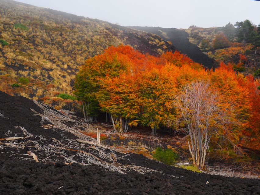 Mount Etna: Trek to the Craters of The 2002 Eruption - Is $39.86 a fair price?
