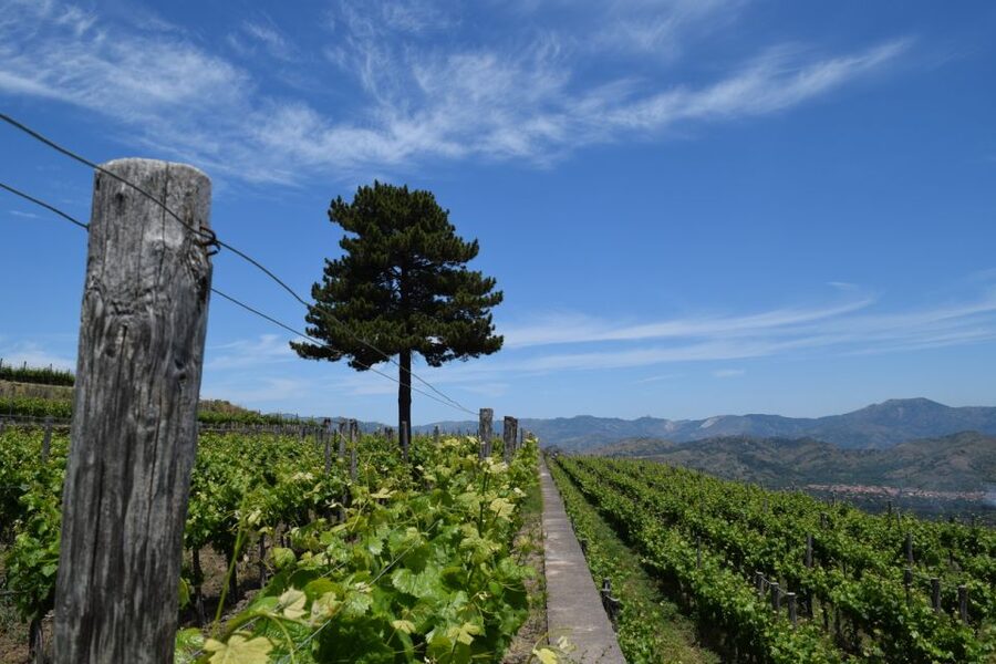 Mount Etna: Winery Tour and Tasting - Arriving at Gambino Winery on Mount Etna