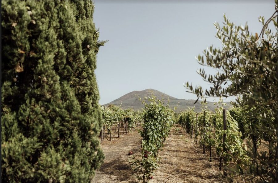 Mount Vesuvius: Vineyard Tour with Wine Tasting and Lunch - Key points to know before booking