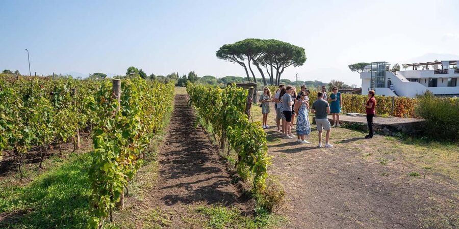 Mount Vesuvius: Vineyards Tour with Wine Tasting and Lunch - Five Vesuvian wines, with Lacryma Christi
