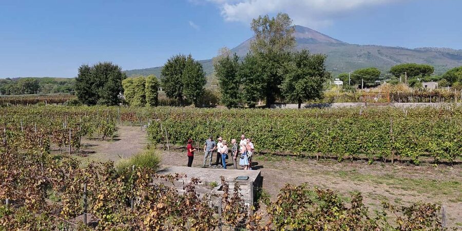 Mount Vesuvius: Vineyards Tour with Wine Tasting and Lunch - Dietary choices and practical comfort