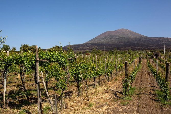 Mount Vesuvius & Wine Tasting with Lunch Private Tour from Amalfi Coast - Why this Mount Vesuvius day trip works