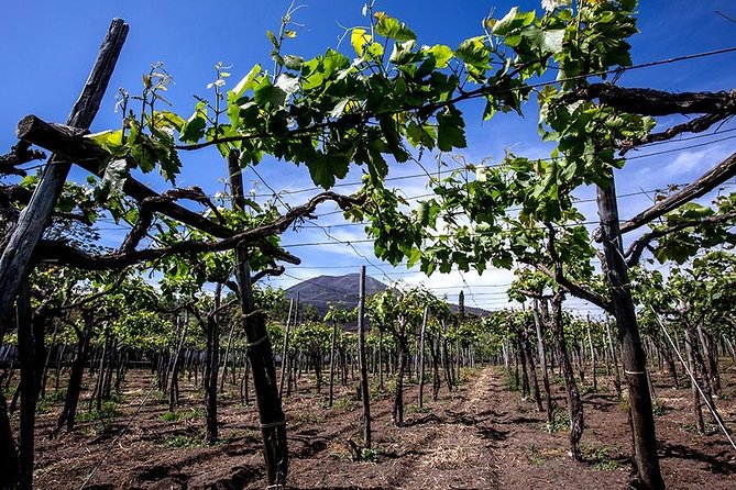 Mount Vesuvius & Wine Tasting with Lunch Private Tour from Amalfi Coast - Hiking to the crater at 1,281 meters