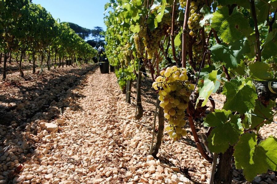 Mount Vesuvius Wine Tour with Tastings and Lunch - Key points to know before booking