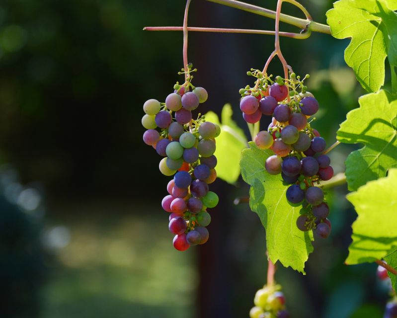 Mt Etna Private guided walking Tour with Wine Tasting - Why this Etna outing works so well
