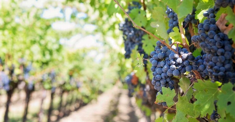 Mt Etna Private guided walking Tour with Wine Tasting - Walking through lava flows and extinct craters
