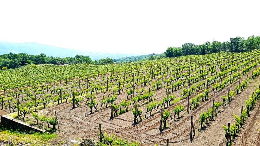 Mt Etna Private guided walking Tour with Wine Tasting - What $191.45 per person buys you