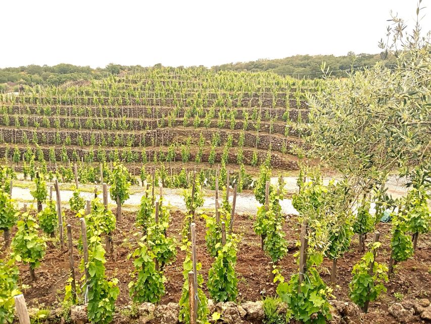 Mt Etna Private guided walking Tour with Wine Tasting - Booking details worth checking