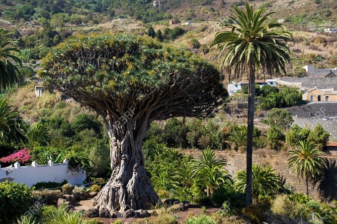 Mt. Teide and Masca Valley Tour in Tenerife - Masca Valley and the Most Dramatic Road