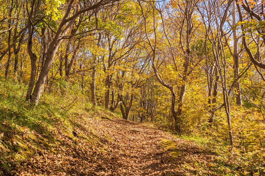 Mt. Usu: Hike to the crater and see the stunning Lake Toya! - The return route and Lake Toya photo stop