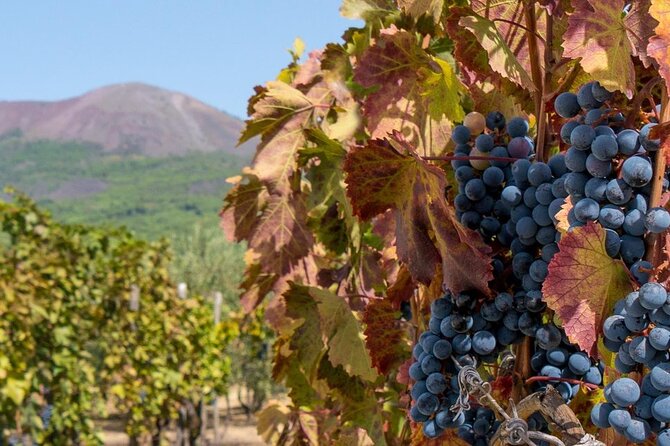 Mt. Vesuvius Tour from Naples with Lunch at a Vineyard Included - Key points to know before booking