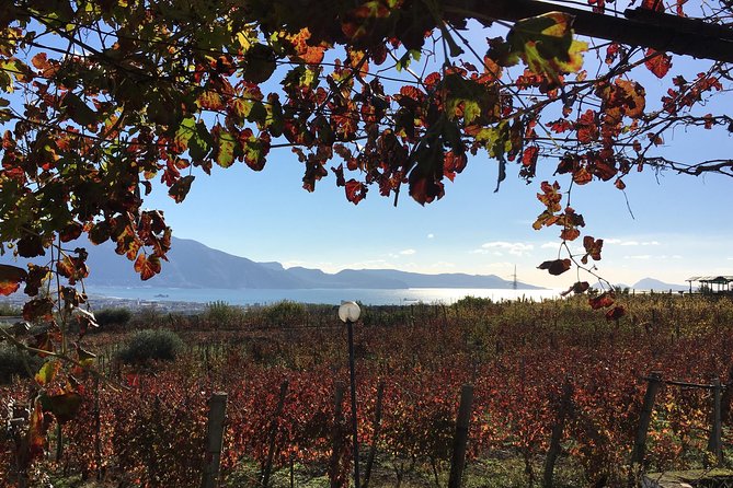 Mt. Vesuvius Wine Tasting and Lunch Experience from Pompeii - Key points at a glance