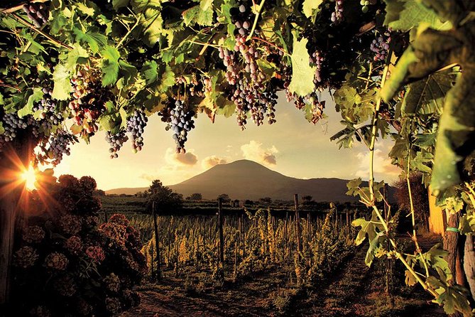 Mt. Vesuvius Wine Tasting and Lunch Experience from Pompeii - From Pompeii ruins to a volcanic vineyard