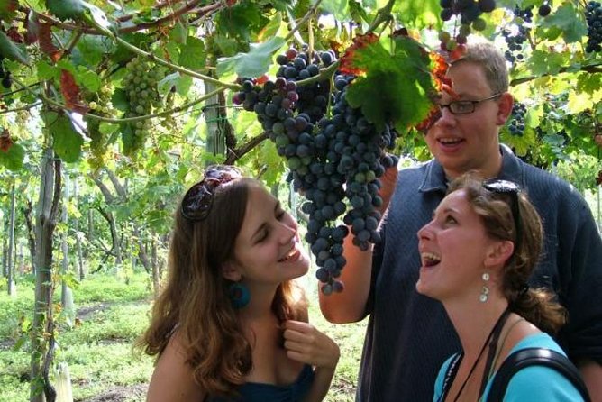 Mt. Vesuvius Wine Tasting and Lunch Experience from Pompeii - Who will enjoy this afternoon most?
