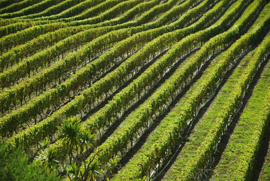 Naples: Mount Vesuvius Vineyard Tour w/ Lunch & Wine Tasting - Key Points Before You Book
