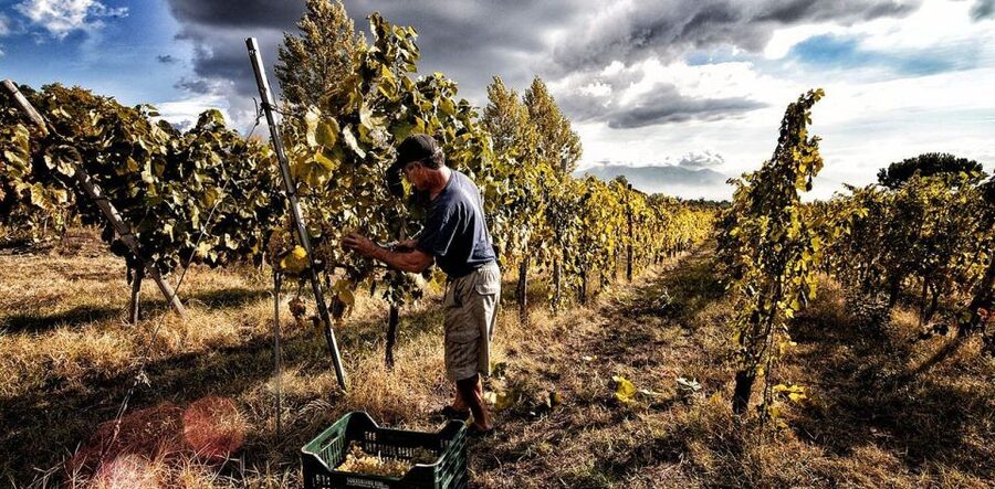 Naples: Mount Vesuvius Vineyard Tour w/ Lunch & Wine Tasting - Arriving at the Sorrentino Winery