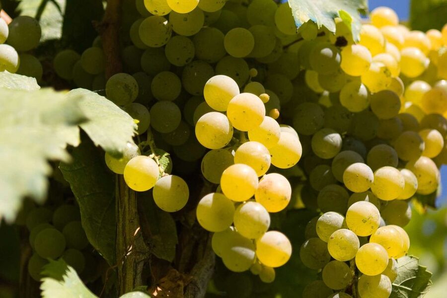 Naples: Mount Vesuvius Vineyard Tour w/ Lunch & Wine Tasting - Five Campanian Wines in the Tasting